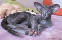 Ориентальные и сиамские котята - Изображение #5, Объявление #1333700