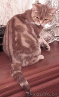 Британская кошка за символическую плату - Изображение #2, Объявление #1333705
