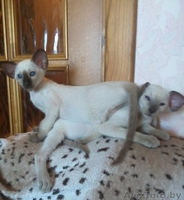 Ориентальные и сиамские котята - Изображение #6, Объявление #1333700