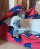 Ориентальные и сиамские котята - Изображение #7, Объявление #1333700