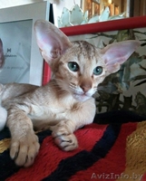 Ориентальные и сиамские котята - Изображение #8, Объявление #1333700