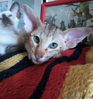 Ориентальные и сиамские котята - Изображение #9, Объявление #1333700