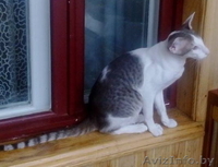 Ориентальный котенок - Изображение #2, Объявление #1333703