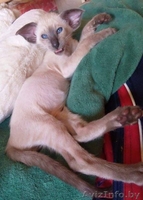 Ориентальные и сиамские котята - Изображение #10, Объявление #1333700