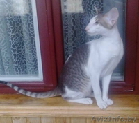 Ориентальный котенок - Изображение #4, Объявление #1333703