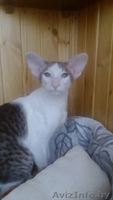 Ориентальный котенок - Изображение #6, Объявление #1333703