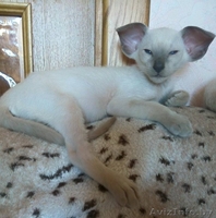 Ориентальные и сиамские котята - Изображение #1, Объявление #1333700