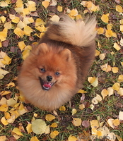 Подрощенный мальчика померанского шпица, недорого. - Изображение #3, Объявление #1334894