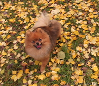 Подрощенный мальчика померанского шпица, недорого. - Изображение #1, Объявление #1334894