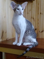 Ориентальный котенок - Изображение #1, Объявление #1333703