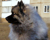 Кеесхонд/Вольфшпиц для вязки - Изображение #5, Объявление #1337443