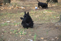 3 кобеля Скотч-Терьера, малыши-карандаши - Изображение #3, Объявление #1313235