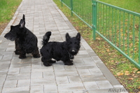 3 кобеля Скотч-Терьера, малыши-карандаши - Изображение #7, Объявление #1313235