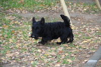 3 кобеля Скотч-Терьера, малыши-карандаши - Изображение #4, Объявление #1313235