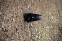 3 кобеля Скотч-Терьера, малыши-карандаши - Изображение #5, Объявление #1313235