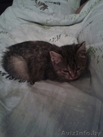 Маняша ищет дом - Изображение #1, Объявление #1336853