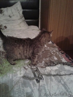 Маняша ищет дом - Изображение #2, Объявление #1336853