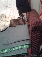 Маняша ищет дом - Изображение #3, Объявление #1336853