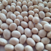 Фасоль продовольственная сухая - Изображение #1, Объявление #1361427