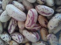 Фасоль продовольственная сухая - Изображение #2, Объявление #1361427