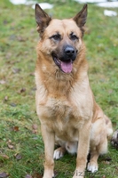 Пёс Рэй - лучик солнца! - Изображение #3, Объявление #1363163