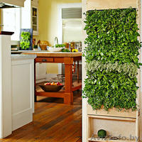 Вертикальное озеленение - Изображение #2, Объявление #1370217
