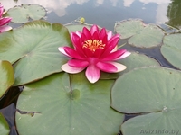 Строительство декоративных водоемов - большой выбор оборудования и материалов! - Изображение #3, Объявление #1371149