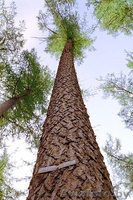 Кедр кругляк. - Изображение #1, Объявление #1392845