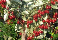 Кустарники декоративные и плодовые из питомника. - Изображение #1, Объявление #1380780