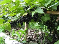 Кустарники декоративные и плодовые из питомника. - Изображение #3, Объявление #1380780