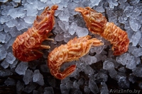 Креветки ШРИМС-медвежонок. 40/60 - Изображение #1, Объявление #1411590