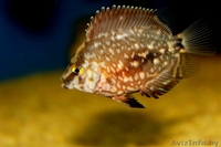 Уару клинопятнистая,редкая красивая. - Изображение #2, Объявление #1383753