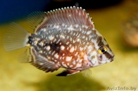 Уару клинопятнистая,редкая красивая. - Изображение #1, Объявление #1383753