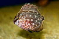 Уару клинопятнистая,редкая красивая. - Изображение #3, Объявление #1383753