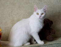 кошечка Пуся ищет дом - Изображение #6, Объявление #1459366