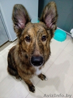 Тигровый ушастик в дар - Изображение #2, Объявление #1451654