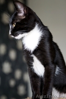 котик подросток  ищет дом - Изображение #2, Объявление #1481089