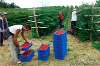  В Польшу нужны сборщики малины - Изображение #2, Объявление #1477536