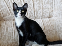 котик подросток  ищет дом - Изображение #3, Объявление #1481089