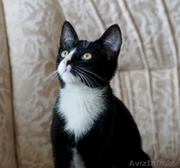 котик подросток  ищет дом - Изображение #4, Объявление #1481089