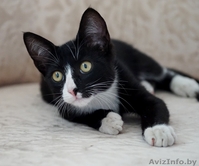 котик подросток  ищет дом - Изображение #1, Объявление #1481089