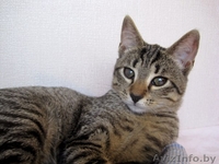 Пенелопа ищет дом - Изображение #2, Объявление #1474815