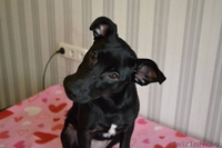 Адель ищет дом  - Изображение #1, Объявление #1484742