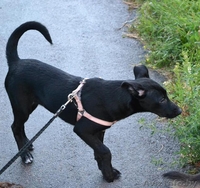 Адель ищет дом  - Изображение #5, Объявление #1484742