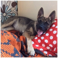 Красивые Щенки в дар - Изображение #2, Объявление #1488251