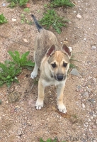 Красивые Щенки в дар - Изображение #4, Объявление #1488251