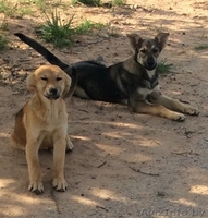 Красивые Щенки в дар - Изображение #5, Объявление #1488251