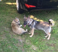 Красивые Щенки в дар - Изображение #6, Объявление #1488251