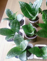 Сансевьера - Тёщин язык - Щучий хвост - Изображение #2, Объявление #1487358