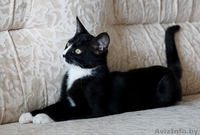 котик подросток  ищет дом - Изображение #6, Объявление #1481089